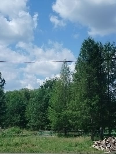 The image depicts a rural scene under a cloudy blue sky, likely in or near Znamenskoye, Russia. In the foreground, a pile of cut firewood is visible on the right side. A low green fence or structure runs horizontally across the middle ground. Behind the fence, a dense forest of evergreen trees dominates the landscape, with some deciduous trees interspersed. A thin black wire stretches horizontally across the upper portion of the image, potentially a power line. The overall impression is one of natural, undeveloped countryside.