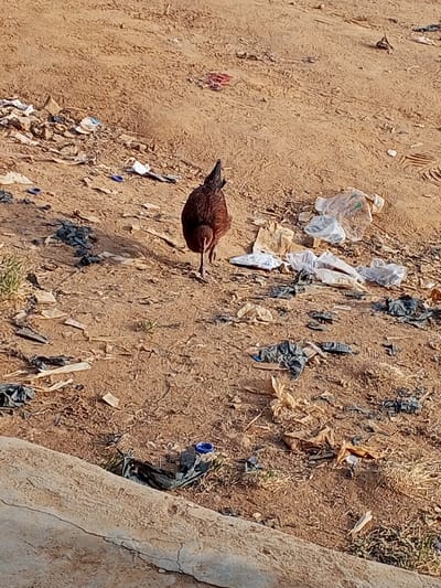 This image depicts a single, dark reddish-brown chicken walking across a refuse-strewn, unpaved area in Lugbe, Nigeria. The chicken, viewed from its rear-left, moves from the foreground towards the mid-ground, with its head slightly lowered. The ground consists of dry, light brown soil, heavily littered with crumpled plastic bags of various colors (clear, white, black, beige), paper or fabric fragments, and other small debris, including a blue plastic bottle cap near the lower-left. Sparse, dry vegetation is visible in patches amongst the litter. A light-colored concrete slab or curb occupies the lower portion of the frame. The scene is under natural daylight. No other animate subjects or major structures are present.