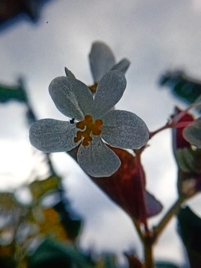A close-up photograph shows a delicate, five-petaled white flower with a textured surface. The flower has a vibrant orange center, adding a pop of contrasting color. A tiny black insect rests on one petal. In the background, blurred greenery and reddish-brown leaves create a soft, natural backdrop, while a pale sky adds a muted overall tone to the image.