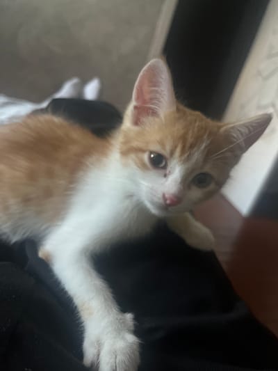A young ginger and white kitten is captured in a close-up, slightly blurry, overhead shot. The kitten's head is tilted, looking towards the camera with large, dark eyes and a pink nose. Its ears are perked, and ginger markings are visible on its head and back, contrasting with its white chest and legs. One of the kitten's white paws is extended forward, resting on a dark, textured surface that appears to be fabric, possibly clothing. The background is out of focus, showing muted tones of grey, white, and a dark rectangular shape that could be furniture or a window frame. The lighting suggests it is daytime, with natural light illuminating the scene. The overall impression is one of innocent curiosity and tenderness, focusing on the kitten's soft fur and delicate features. There is no visible text in the image.
