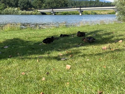 This image depicts a serene natural scene, likely situated in or near the city of Pravets, Bulgaria. In the foreground, a vibrant green lawn is dotted with fallen leaves, suggesting an autumn setting. Several ducks are present on the grass, with some resting and others appearing to peck at the ground. The ducks vary in color, with some predominantly black and others displaying brown and mottled plumage.

Beyond the lawn, a tranquil body of water, possibly a lake or river, stretches across the mid-ground. The water's surface is slightly rippled, reflecting the soft light of the day. Along the far bank of the water, a dense line of trees forms a natural boundary, with a modern concrete bridge arching gracefully over the water in the distance. The bridge appears to be part of a larger infrastructure, possibly a road or walkway, connecting the two sides of the landscape. The background features rolling hills covered in lush green vegetation, with a hint of mountains on the horizon under a clear sky. The overall impression is one of peaceful coexistence between nature and human-made structures.