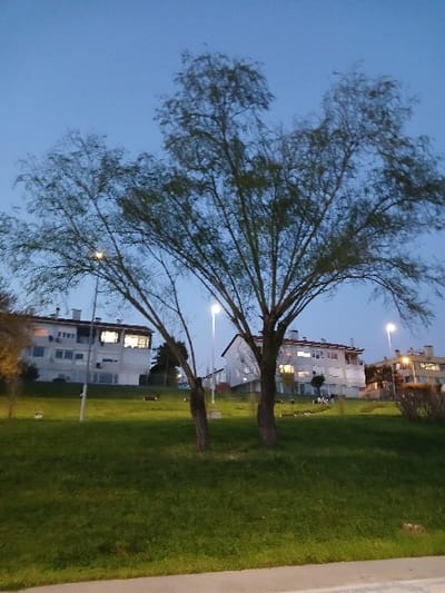 The image depicts a street scene in İstanbul, Türkiye. The coordinates provided, 40.957, 28.816, place the scene in a residential neighborhood in the Beyoğlu district. The dominant feature is a large, bare-branched tree standing in the foreground, bisecting the image. The tree is positioned on a grassy incline leading up to a row of white, low-rise buildings, with several streetlights illuminating the scene. The buildings have windows, and some have exterior balconies. The sky is a clear blue at dusk, with some faint clouds. A few figures can be seen standing on the balconies of the buildings and several others are gathered around a lamp post in the middle of the street. There is a paved pathway in the immediate foreground and green vegetation covering the hillside in the background.