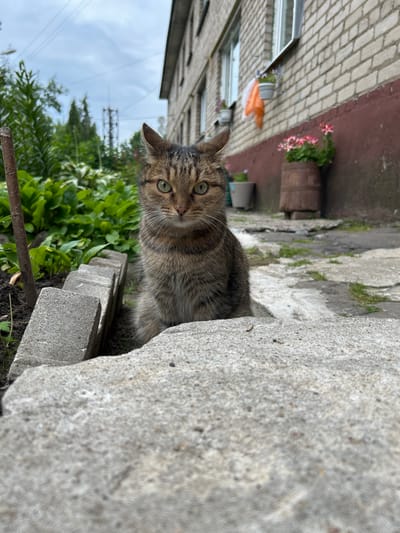 A tabby cat with green eyes is sitting on a concrete slab outdoors in front of a brick building. The cat is looking directly at the camera. In the background, there are plants, a wooden barrel with flowers, and a building with windows. The sky is cloudy. The scene appears to be in a residential area of Noginsk, Russia, possibly a courtyard or a communal garden.