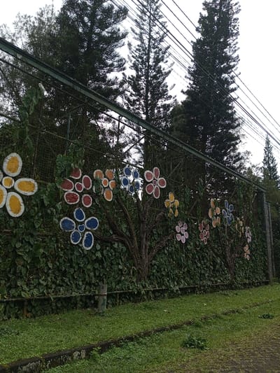 The scene depicts an outdoor decorative fence and its immediate surroundings in Ariyalai, Sri Lanka, under an overcast sky. A green metal fence structure, possibly mesh or chain-link, is largely obscured by dense green climbing foliage. Adorned to this foliage are multiple artistic representations of trees, featuring brown, textured trunks and branches, from which clusters of brightly colored, white-outlined shapes resembling flowers emanate. These floral shapes are circular or ovoid, rendered in yellow, red, blue, orange, and light purple. Behind the fence, several tall, dark green conifer-like trees rise against a pale, cloudy sky. Multiple parallel utility lines are visible horizontally across the upper right quadrant of the image. The foreground consists of a section of green grass, bordered by a dark concrete curb in the lower left. A grey-green cylindrical post protrudes from the grass near the base of the fence, slightly left of the center. No individuals or active subjects are present.