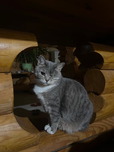 A gray tabby cat with white patches is positioned above a wooden structure, possibly a cat tree or part of a building's interior. The cat is looking down with one eye visible and the other slightly obscured. The structure itself is made of wooden planks and logs, with circular cutouts visible in the background. To the left, a plant in a pot is partially visible. The location is likely indoors, given the wooden construction and the presence of indoor plants. It is located in Ильинская Поляна Снт, Russia.