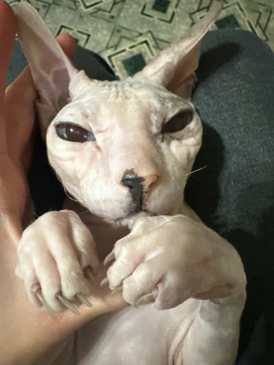 A close-up, indoor, vertical shot shows a light-skinned, hairless cat, likely a Sphynx breed, being held by a person. The cat's large, dark eyes are partially closed, giving it a sleepy or squinting appearance. Its ears are prominent and pointed. A single whisker extends from its face. The cat's front paws are visible, with sharp claws extended. The background consists of a person's leg covered in dark blue denim and a patterned surface that could be upholstery or a rug. The overall lighting is dim. There are no discernible landmarks or details that would indicate the location in Togliatti, Russia.