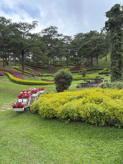 The image shows a park-like setting in Lam Vien - Da Lat, Vietnam, characterized by lush green grass, manicured hedges, and a variety of trees, primarily pine trees. In the foreground, a decorative setup features three white bicycle planters filled with vibrant red flowers. To the right of the planters, a dense bed of small yellow flowers creates a striking visual contrast.
The middle ground reveals a gently sloping lawn with curved flower beds planted with pink and purple flowers, bordered by neat green hedges. Further back, a stone structure, possibly a seating area or a decorative element, is visible. The background is dominated by rows of tall pine trees reaching towards a cloudy sky. A large tree trunk on the far right is covered in ivy, adding texture to the scene. The overall impression is one of a well-maintained botanical garden or park designed for aesthetic appeal. There are no people or animals visible in the image.