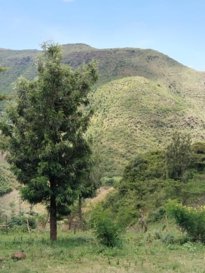 The image displays a panoramic landscape in Subukia ward, Kenya, characterized by natural terrain under a clear blue sky. In the foreground, a grassy area with sparse smaller plants, a dark brown irregular rock, and two rough wooden fence posts is visible. A prominent, tall, slender tree with dense green foliage and a dark brown trunk stands in the center-left. Behind this, and extending across the midground, are numerous smaller trees and dense clusters of green shrubs. Further back, the scene is dominated by undulating hills and mountains, covered predominantly in light green vegetation and grasses, with darker patches indicating denser foliage. Faint indications of cultivation, possibly maize or corn crops, appear as yellowish-green stalks in a valley section to the right of the main tree. No people, animals, structures, or vehicles are present in the frame. The lighting suggests natural daylight.