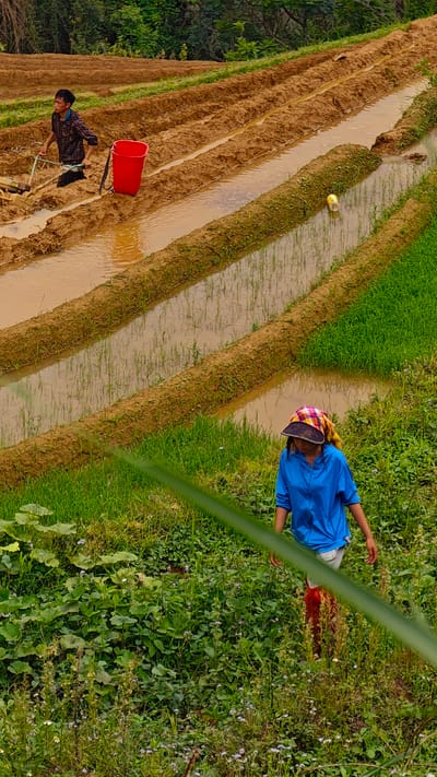 This image depicts an agricultural scene in Dế Xu Phình, Vietnam, featuring terraced fields under cultivation. In the upper left quadrant, a young adult male with dark hair, wearing a patterned dark long-sleeleeved shirt and dark pants, stands in a water-filled, muddy terrace. He is actively operating a small, hand-held tilling device, pushing it through the soil and water. A red plastic bucket with a black strap rests on the bank immediately adjacent to him.

The central portion of the image shows several distinct, parallel terraced rice paddies. The upper terraces are filled with brown, muddy water, indicating recent tilling or preparation. The lower terraces also contain water, but with visible young green rice shoots growing within them. A yellow metallic can is floating in one of the water channels in the mid-ground. The banks separating the terraces are covered with sparse green vegetation.

In the lower right quadrant, a young adult female, wearing a bright blue long-sleeved top, light-colored shorts or pants, and tall red boots, is walking towards the bottom of the frame. She wears a plaid-patterned fabric head covering with a dark visor. Her hands are at her sides as she traverses an area of dense green foliage, which includes broad-leafed plants and smaller flowering plants with white and purple blossoms. The background beyond the terraced fields shows a dense expanse of green trees. A blurred green plant stalk crosses the lower foreground diagonally.