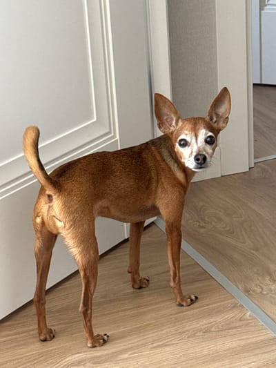 A small, brown dog with large ears stands on a light brown wooden floor, facing a white door frame. The dog is looking towards the camera with its head slightly tilted. Its fur is short and a reddish-brown color, with some graying around its muzzle. The dog has dark eyes and a black nose. The environment appears to be indoors, likely a residential setting, with a portion of a white door visible on the left and a wall with a vertical striped pattern on the right. The lighting is soft and natural. The image quality is clear, with good detail of the dog's features and the textures of its fur and the floor. There are no people visible in the image. The location is not specified within the image itself, and therefore cannot be determined to be Vlasikha, Russia.