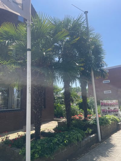 The image shows a street scene in Venlo, Netherlands, with a brick building on the left and a red brick building on the right. Several palm trees are planted in front of the buildings, obscuring some of the view. A white pole, possibly a lamppost or a flag pole, stands in the foreground. In front of the building on the right, there is a sign that reads "Natascha Kralen". The ground is paved with grey tiles, and there are flowerbeds with red and green plants. The sky is clear and blue.