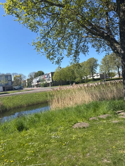 This media file captures a serene outdoor scene in Lelystad, Netherlands, showcasing a blend of natural and residential elements under a clear, bright blue sky. The image appears to have been taken on a sunny day, likely in the morning or early afternoon, given the strong illumination.
In the foreground and extending along the left side of the frame, a large tree with a thick, dark trunk and branches covered in vibrant, light green spring foliage dominates the view, suggesting a perspective looking up through its canopy.
Running across the midground is a narrow body of water, resembling a canal or ditch. The bank closest to the viewer is covered in dry, light brown reeds or tall grass. On the opposite bank, a paved path or road is visible, bordered by neatly maintained green grass and several mature trees with full, green canopies. Behind these trees, a row of multi-story residential buildings is visible, characterized by white or light-colored facades, dark roofs, and numerous windows. A modern streetlamp with a curved arm and a blue vehicle, possibly a utility truck or van, are also discernible along the path.
The right side of the image features a wide expanse of lush, green grass, liberally dotted with small white and yellow wildflowers, such as daisies and dandelions. Some patches of darker, bare soil are also present within the grassy area.
No people or specific activities are depicted, and no text is visible within the scene. The overall impression conveyed is one of peaceful, everyday scenery, highlighting the transition from natural greenery to a residential area.