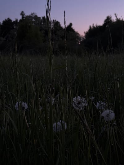 The image presents a serene outdoor scene captured during twilight, showcasing a field of tall grass and dandelions against a muted sky. In the foreground and mid-ground, numerous stalks of green and brown grass dominate the view, crisscrossing the frame. Scattered among the grass are several fluffy white dandelion seed heads, prominently visible against the darker vegetation. These "dandelion clocks" appear delicate and soft, catching the dim ambient light.
In the background, a dark silhouette of trees or bushes stretches across the horizon, appearing indistinct and blurred. Above the trees, the sky displays soft hues characteristic of dusk or dawn. It transitions from a pale, delicate purplish-pink closer to the horizon line to a darker, muted blue-grey further up, suggesting the last remnants of daylight or the first hints of sunrise.
No human subjects or specific activities are present, giving the image a quiet, contemplative mood. The scene is a static depiction of nature, emphasizing the gentle beauty of dandelions in their natural habitat. The low light conditions create deep shadows and a soft, diffused illumination. There is no visible text in the image. The setting suggests a natural, possibly rural landscape, consistent with the provided location context of Лабжанскі сельскі Савет, Belarus.