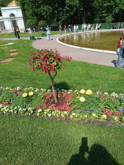 The image depicts a sunny day in a park, likely the Peterhof Palace complex in Peterhof, Russia, given the architectural style of the white building in the background which resembles one of the smaller palaces or pavilions at Peterhof.

In the foreground, a lush green lawn is visible, with a flowerbed of colorful blooms – pinks, whites, and purples, interspersed with yellow pom-pom like flowers. A small, bushy tree with vibrant pink flowers stands in the center of the flowerbed.

Further back, a pathway curves around a large, shallow pond with murky green water. Along the pathway, several people are walking and observing the scenery. A woman in a blue dress is taking a photo with her phone, while others are seen in various attire, suggesting a tourist or visitor atmosphere.

To the left of the pond, a classical white building with a golden dome is partially visible, framed by tall green trees. The building features arched windows and classical detailing. In the middle ground, more trees and manicured bushes are present, with some people standing near them. The overall scene conveys a serene and well-maintained park environment. Shadows of people are visible on the grass in the foreground, indicating the presence of the photographer and potentially others.