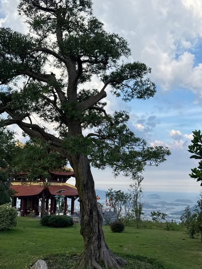 A close-up shot of a mature tree with a gnarled trunk and a sprawling canopy of dark green leaves dominates the foreground of the image, angled towards the right. Behind the tree, a traditional Vietnamese pagoda with red, curved roofs and ornate golden trim is visible, situated on a lush green lawn. The pagoda is surrounded by manicured bushes and a few other trees. In the background, a panoramic view of a coastal city unfolds, with buildings nestled amongst rolling hills that descend towards a calm sea dotted with islands. The sky above is a mix of blue and white clouds, suggesting a pleasant day. The overall scene conveys a sense of tranquility and natural beauty, possibly captured at a tourist attraction or a place of worship in Diên Khánh, Vietnam, given the architectural style. There are no people visible in the frame.