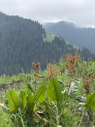 The image shows a landscape scene in the city of Kaindy, Kyrgyzstan. In the foreground, there are several large, green plants with broad leaves. Behind these plants, there is a field of grass and smaller vegetation, some of which has reddish-brown seed heads. In the middle ground and background, a dense forest of dark green coniferous trees covers rolling hills. The hills are steep, and the trees extend to the horizon. The sky is overcast and a pale gray, with some lighter patches of clouds. The overall impression is of a natural, mountainous environment, likely in a rural or wilderness area within Kaindy. There are no people or animals visible in the image.