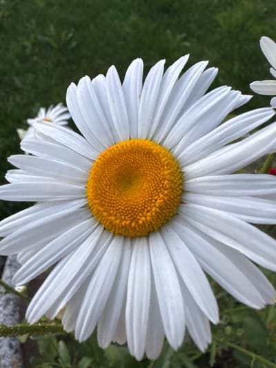 This is a close-up, eye-level shot of a daisy in a garden. The daisy is the primary subject, filling most of the frame. Its bright white petals radiate outwards from a vibrant yellow center. Some of the petals are sharply in focus, revealing their delicate texture and subtle veins, while others towards the edges of the frame are slightly softer. A second, smaller daisy is visible in the background on the left, slightly out of focus. The background is a blur of dark green foliage, suggesting a natural outdoor setting. There are also hints of grey stone or gravel near the bottom right, and a vertical stem with small green leaves is visible on the far right. The lighting suggests it could be daytime, with soft light illuminating the daisy's face. The image conveys a sense of simple, natural beauty. There is no visible text. The location context is Shcherbinka, Russia.