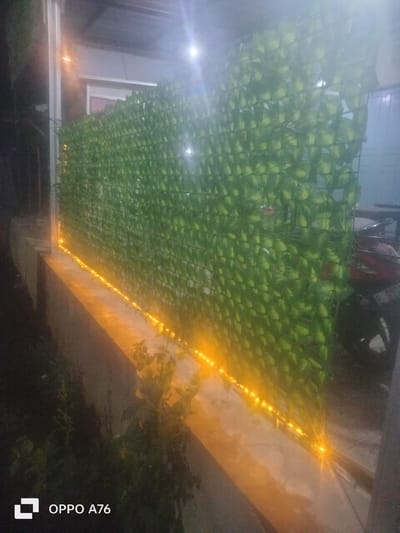 This media file depicts an outdoor scene at night, likely in Nusaherang, Indonesia. The primary subject is a long, green artificial foliage fence that stretches horizontally across the frame. This fence is attached to a metal grid structure. Along the base of the fence, on top of a concrete ledge, a string of small, warm-toned LED lights illuminates the area. The lights cast a glow on the surrounding ground and the lower portion of the foliage.
In the background, a building with a light-colored wall and a dark roof is visible. Part of a window with a pinkish interior is discernible. To the right of the foliage fence, a red scooter or motorcycle is partially visible, suggesting a residential or semi-urban setting.
The time of day is clearly night, indicated by the darkness and the artificial lighting. There are no people visible in the frame. The overall mood is one of quiet ambiance, with the warm lights creating a cozy atmosphere. The presence of the scooter and the building points to a domestic or commercial outdoor space.
Visible text in the lower left corner reads "OPPO A76," which is likely the model of the phone used to capture the image. The overall impression is a decorated outdoor area, perhaps a garden or patio, illuminated for evening enjoyment.