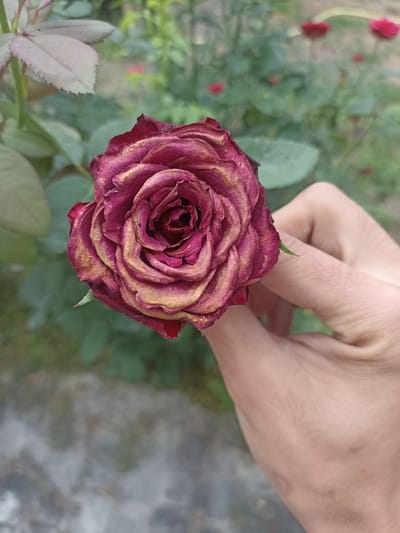 A close-up, eye-level shot captures a wilting deep red and yellow rose held in a person's hand. The rose, with its petals curling inwards and appearing dry, is the central focus. A person's skin, with visible pores and fine hairs, is seen to the right of the rose, fingers gently supporting it. The background is softly blurred, revealing lush green foliage and hints of other red flowers in what appears to be a garden setting. The scene is outdoors, possibly in a domestic garden or park, consistent with an environment found in Chust, Uzbekistan, where such flora is common. The lighting suggests it might be daytime, with natural light illuminating the scene.