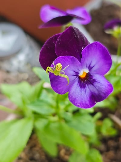 A close-up shot shows a small, bright green spider perched on a deep purple pansy. The spider has a yellow face and its legs are splayed out on the petal. The pansy is vibrant with purple petals and a yellow center, with dark purple veins radiating from the middle. Other pansies, out of focus, can be seen in the background, along with lush green leaves and a hint of brown soil. The lighting suggests it is daytime, possibly outdoors. The image captures a moment of nature's intricate details, focusing on the interaction between the spider and the flower. The overall mood is one of natural beauty and observation. The location context is Pyatigorsk, Russia. There is no visible text in the image.