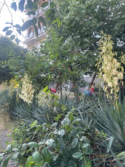 The image depicts an outdoor scene in Kostinbrod, Bulgaria, featuring a lush garden area in front of a building. In the foreground, several yucca plants with long, spiky leaves are visible, interspersed with leafy green bushes and vines. To the left and right, tall stalks topped with clusters of creamy white flowers are prominent. In the mid-ground, a tree with green leaves and small red berries is present, with a wooden swing set visible behind it, featuring red and blue swing seats. Behind the garden, a multi-story building with balconies and windows can be seen. The overall environment suggests a residential area with a well-maintained garden. There are no people or animals visible in the image.