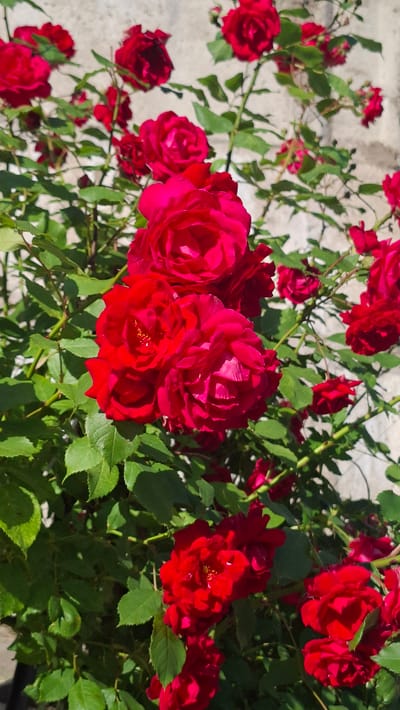 This is a close-up, eye-level, full-shot photograph of a bush laden with vibrant red roses. The roses, in various stages of bloom from tight buds to fully opened blossoms, are the primary subjects. They are clustered on thorny branches covered in lush green leaves. The background consists of a textured, light-colored wall, possibly made of stone or stucco, which is partially in shadow. The lighting suggests it is daytime, with sunlight casting shadows on the roses and foliage. The scene appears to be in an outdoor setting, likely a garden or park. The image does not contain any people or animals, and no specific actions are depicted beyond the natural growth of the plant. The location is identified as being in the city of Smolevichi, Belarus.