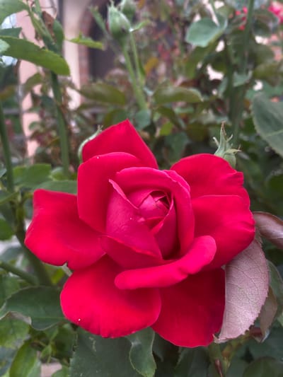 A close-up, eye-level shot focuses on a vibrant red rose in full bloom, its petals unfurling to reveal a tightly-coiled center. The rose is positioned slightly off-center to the right, with its prominent red bloom dominating the foreground. Surrounding the rose is lush green foliage, with some leaves appearing slightly faded or tinged with purple, particularly on the right side of the frame. The background is softly blurred, showing hints of green leaves, stems, and what appears to be a building constructed of brick with a pale-colored facade. There are also small green buds visible among the leaves, suggesting the presence of other developing roses. The overall impression is of a well-maintained garden setting. The image's location is within the Межводненское сельское поселение, Ukraine.