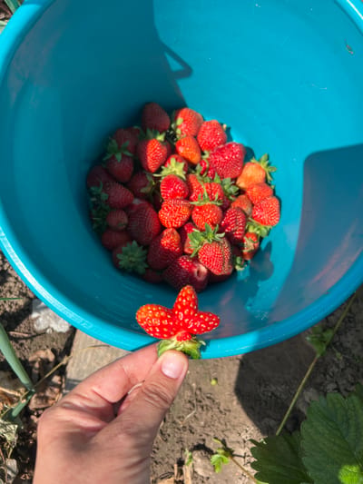 An overhead shot shows a person's hand holding a uniquely shaped, red strawberry over a bright blue plastic bucket filled with fresh strawberries. The bucket, with its textured interior, sits on the ground in an outdoor setting, likely a garden, as evidenced by the surrounding soil, fallen leaves, and glimpses of green foliage. The lighting suggests a sunny day, casting shadows on the bucket's surface and the ground. The strawberry in the hand appears to be a double strawberry, fused at the stem, with a distinct heart-like shape. The other strawberries in the bucket are varied in size and shape, some with visible green calyxes. The scene appears to be located in or around the city of Smalyavichy, Belarus, based on the provided information.