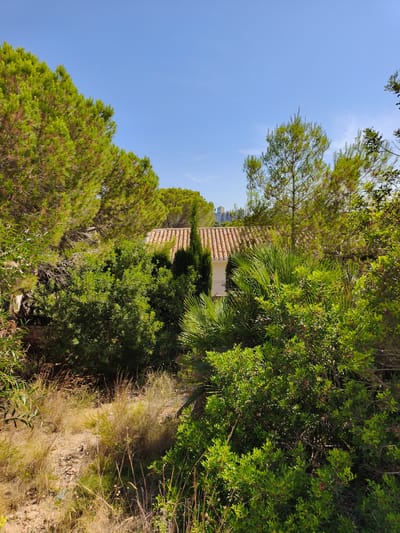 The image depicts a bright, sunny day in Dehesa De Campoamor, Spain, with a clear blue sky dominating the upper portion of the frame. Lush green foliage, characteristic of a Mediterranean climate, fills the foreground and midground. Tall pine trees with their characteristic needle-like leaves are prominent on the left and behind a cluster of smaller, dense green bushes in the center. Interspersed with the pine trees are various other types of vegetation, including palm fronds visible on the right.
Partially obscured by the vegetation, a single-story building with a terracotta tiled roof is visible. The building has white walls and a distinct triangular roof section with a pointed finial at its apex. Further in the background, beyond the trees, a cluster of modern high-rise buildings can be seen on the horizon, suggesting the presence of a more urbanized area nearby.
The ground in the foreground is covered with dry, straw-colored grass and loose soil, indicative of a natural or semi-natural landscape. No people or animals are visible in the scene. The overall impression is one of a tranquil, sun-drenched environment, possibly a residential area bordering a natural reserve or parkland.