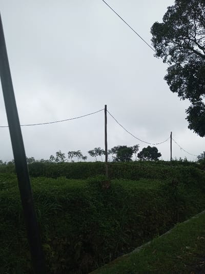 The scene is located in YonPhoogla, Bhutan, under an overcast, light grey sky. A dark, vertical element occupies the left foreground. The midground presents a dense expanse of green vegetation covering sloped terrain, with a narrow dark channel or ditch visible at the bottom right. Two wooden utility poles stand within the vegetation, supporting sagging black wires that traverse the frame horizontally. A third, smaller utility pole is partially visible on the far right. Scattered trees are discernible behind the primary vegetation layer. A large tree with dark green foliage occupies the upper right portion of the image. No people, animals, or active events are depicted. The environment is natural and vegetated, with minimal man-made infrastructure.