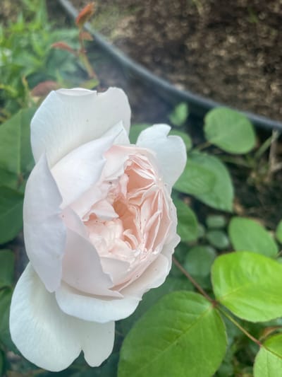 A close-up, high-angle shot focuses on a pale pink and white rose in bloom. The rose is the primary subject, with its delicate petals unfurling and revealing a soft, peachy center. The petals are a mix of creamy white on the outer layers and a blush of pink towards the core. The background is softly blurred, showing green foliage, a dark rim of a planter, and soil. The scene is set in Aropakkuzi, Russia.