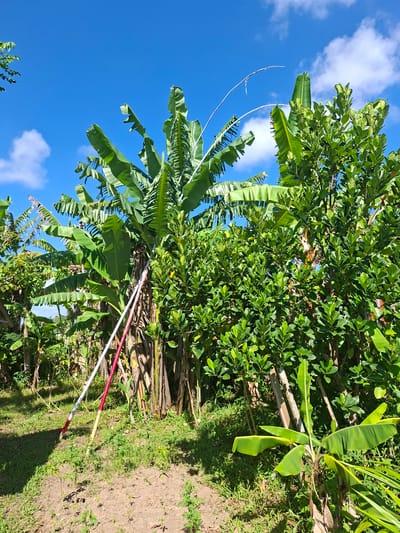 The scene is an outdoor view of dense tropical foliage under a bright blue sky with scattered white clouds, likely in Lodtunduh, Indonesia. Banana trees with large, green leaves are prominent, interspersed with other leafy trees featuring smaller, denser foliage. Two colorfully striped poles rest on the ground amid some sparse grass and vegetation. The ground transitions to a bare, earthy surface near the poles.