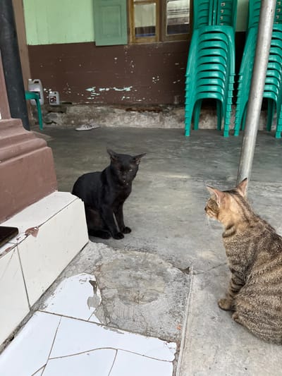 A black cat and a tabby cat are sitting on a concrete floor in Tambakreja, Indonesia. The black cat is in the foreground, facing right with its tongue slightly out. The tabby cat is in the middle ground, facing left. In the background, there are stacked green chairs, a metal pole, and a building with brown and green walls. The floor is cracked and worn.