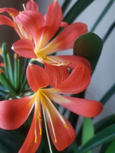 The image is a close-up, high-angle shot of two blooming Kaffir lilies. The flowers are a vibrant coral-orange color with yellow centers, and their petals are long and slender, curving outward. The stamens are prominent, with yellow anthers. Green, strap-like leaves are visible in the background, as well as the soft, out-of-focus blur of a grey wall. There are no people or buildings visible in the image, and no specific location in Liepaja, Latvia, can be identified. The lighting is soft, suggesting an indoor setting or diffused natural light.