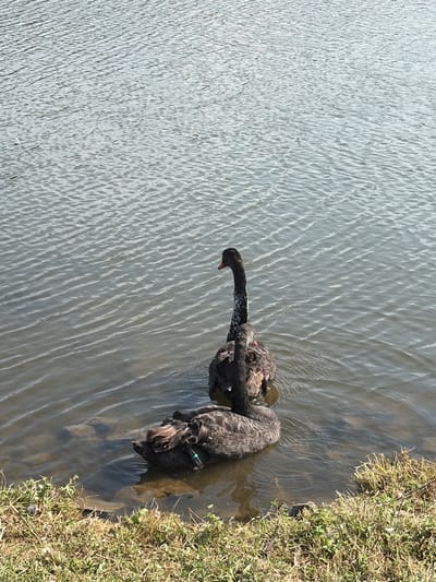 Two black swans are swimming in a body of water. One swan is in the foreground, facing left with its head down. It has a green band around its leg. The second swan is behind and to the right of the first, facing left with its head and neck raised. It has a more mottled black and white coloration on its neck. The water is calm with ripples. The foreground shows the edge of the water with grass and small rocks. The scene appears to be outdoors in a natural setting. The location is Ivanyane, Bulgaria.