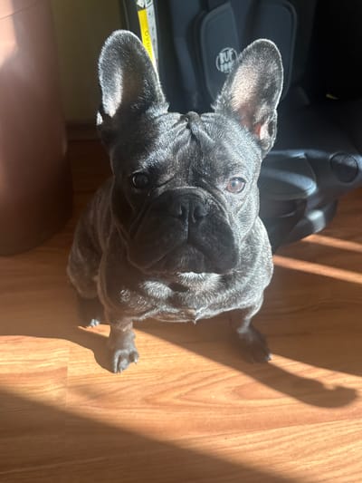 A brindle French Bulldog sits on a light brown wooden floor indoors, facing the camera. Sunlight casts strong shadows across the floor from the left. Behind the dog, a dark object, possibly a car seat, is visible, with a yellow label on it. To the left of the dog, a large, dark brown, rounded object is partially visible, likely a furniture piece. The dog's large ears are prominent, and its face is detailed with visible wrinkles. The background is dark and out of focus. The location is described as Radomir, Bulgaria, though no specific markers in the image confirm this.