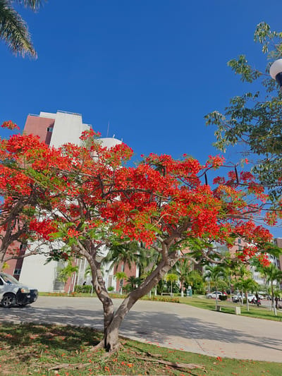 A vibrant, low-angle shot captures a tree in full bloom with bright red flowers, its branches reaching towards a clear, azure sky. The tree stands prominently in the foreground, its gnarled trunk and exposed roots suggesting maturity. Its dense canopy of green leaves and fiery red blossoms dominates the mid-ground, casting dappled shadows on a paved pathway and grassy area below. Scattered fallen red petals add to the visual texture.

Behind the flowering tree, modern buildings with white and reddish-brown facades are visible, some featuring balconies and large windows. Several palm trees and other lush green foliage are interspersed between the buildings and along the pathways, indicating a tropical or subtropical setting.

In the background, a white vehicle is parked on the left side of the frame, with other cars and a few motorcycles visible further down a road. A single person can be seen walking in the distance. The scene is brightly lit, suggesting it's a sunny day, likely in the late morning or early afternoon given the angle of the shadows. The overall atmosphere is serene and picturesque, evoking a sense of warmth and natural beauty in an urban park or plaza environment. There is no visible text in the image. The location context of Cancún, Mexico, aligns with the presence of palm trees and the bright, sunny weather.