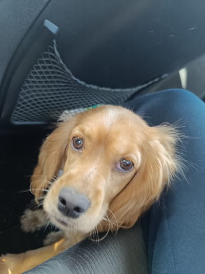 A golden-colored Cocker Spaniel puppy is the main subject of the image. It is positioned in the lap of a person wearing teal-colored pants in the passenger seat of a car. Behind the puppy is the car's seatback with a mesh storage pocket. The location is unknown.