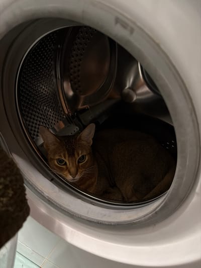 An Abyssinian cat is lying inside the drum of a white front-loading washing machine. The cat is positioned towards the front of the drum, facing the camera with its head slightly tilted. Its fur is a reddish-brown color, and its eyes are wide and alert. The inside of the washing machine drum is made of stainless steel and has a perforated pattern. The rubber seal around the opening of the washing machine is visible, as is the exterior of the appliance. A blurry object, possibly a piece of laundry or a rug, is visible in the lower left corner of the image. The floor in the background appears to be tiled with light blue and white tiles. There are no people or other animals present. The location is described as being in the city of Петряксы, Russia.