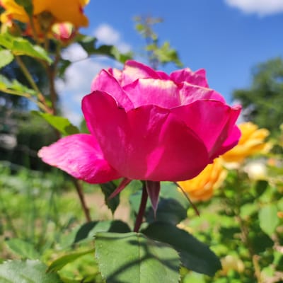 A close-up, eye-level shot focuses on a bright pink rose in bloom, its petals soft and slightly unfurled, revealing hints of pale yellow near the edges. The rose is the primary subject, positioned slightly to the right of the frame's center and facing towards the left. Its stem, a deep reddish-brown, is visible below, supporting a few serrated green leaves, one of which casts a shadow on the surface of another. In the background, a blurry yellow rose and other greenery suggest a garden setting. The sky above is a vibrant blue, dotted with soft white clouds. The overall impression is one of a sunny day in a garden, possibly in Navoloki, Russia, where such blooms are common. There are no people visible in the image.