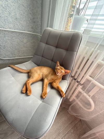 An Abyssinian kitten is captured in a high-angle shot, lounging comfortably on a plush, gray tufted chair. The kitten, with its distinctive reddish-brown coat and alert ears, is stretched out, paws extended, and eyes playfully squinting as if enjoying a moment of relaxation or play. It lies on its side with its hind legs bent and its front paws reaching out.

The setting appears to be indoors, near a window covered with sheer white curtains and blinds, suggesting natural light is filtering in. Through the translucent fabric, hints of outdoor greenery and what might be a radiator or heating system are visible. The floor is made of light-colored wooden planks, adding to the cozy interior feel. A white clothes rack or similar structure is partially visible behind the curtains, draped with more sheer fabric, creating a soft, ethereal backdrop.

The overall mood is one of peacefulness and domestic comfort. The kitten's relaxed posture and playful expression convey a sense of contentment and amusement. The lighting suggests it could be daytime, possibly morning or afternoon, with the soft light creating gentle shadows. There is no visible text in the image. The location context of Stary Oskol, Russia, doesn't offer specific visual cues within the image itself.