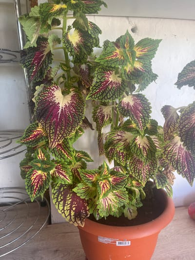 A close-up, high-angle shot shows a potted coleus plant with vibrant, multi-colored leaves. The leaves display a striking pattern of deep burgundy, lime green, and yellow, with serrated edges. The plant is in a terracotta pot, which is placed on a light-colored wooden surface, likely a floor or table. To the left of the pot, a white, textured surface, possibly a wall, is visible. The lighting suggests it could be daytime, but no specific time of day is evident. The scene is indoors, with no indication of weather. The overall impression is one of a healthy, decorative houseplant. There is a barcode and some text printed on the side of the terracotta pot, but it is illegible.
