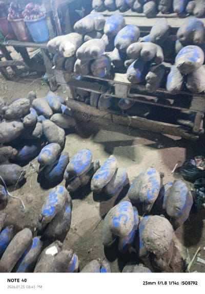 The image displays a variety of sweet potatoes, some piled on the ground, and others stacked on a wooden cart or platform. Many of the potatoes are marked with blue paint, possibly for identification. Baskets filled with onions or similar produce can be seen in the background on a higher surface. The scene is somewhat dimly lit, and the ground appears to be a mix of dirt and debris.