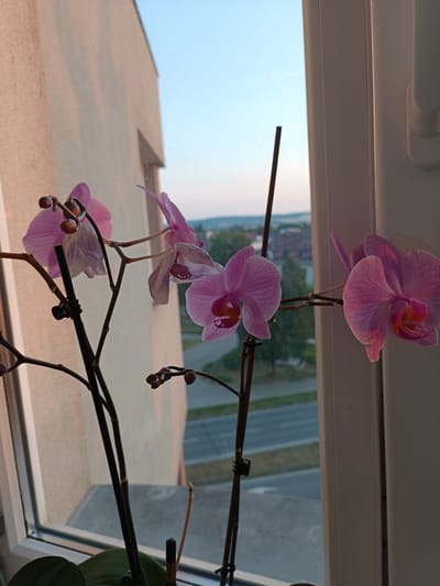 This is a photograph of a pink orchid plant with several blooms and buds, positioned on a windowsill. The background shows a view of a city, specifically the rooftops and trees of Vyškov, Czechia, under a clear, pale blue sky. The lighting suggests it is either early morning or late afternoon, with a warm glow on the building to the left. The orchid is in focus, with the surrounding environment blurred. No people or animals are visible.