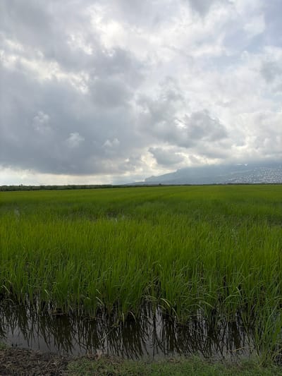A wide shot captures a lush green rice paddy field in Pego, Spain, under a cloudy sky. The foreground is dominated by the vibrant green stalks of the rice plants, partially submerged in water, with their reflections visible in the dark, still surface. Beyond the field, a line of dark green foliage stretches across the horizon, interrupted by a glimpse of what appears to be a structure. In the distance, a hazy mountain range is visible, with a cluster of white buildings dotting its slopes. The sky is filled with heavy, grey clouds, suggesting an overcast or potentially rainy day. The scene is devoid of human presence.