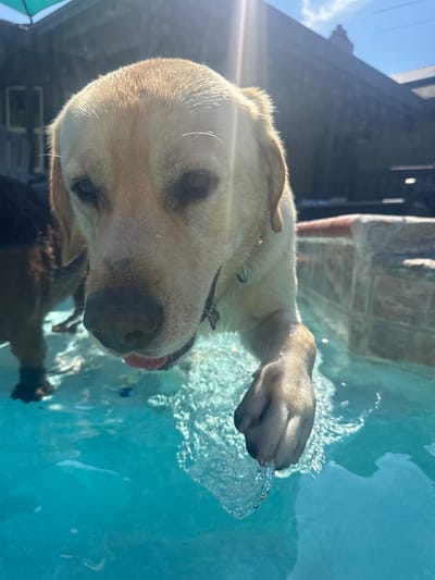 The scene depicts an outdoor environment in Rocklin, United States, centered on a light-colored Labrador Retriever dog partially submerged in a bright blue swimming pool. The dog, wet and appearing to be a yellow or light blonde color, occupies the majority of the foreground. Its head is lowered, facing the camera, with dark eyes visible, and a small portion of its pink tongue extends slightly from its mouth. A dark collar is visible around its neck. Its right front paw is extended into the water, generating ripples and drips, indicating movement. To the left and slightly behind the Labrador, a portion of a second dog with darker fur, possibly brown or black, is visible, also standing in the pool water. The pool features a textured, light-colored stone or concrete coping along its edge, visible on the right. In the background, under bright sunlight, a building with dark siding or roofing is present, along with a green canopy or umbrella structure in the upper left. A strong sun flare is prominent in the upper right of the image, indicating direct overhead sunlight and clear skies.