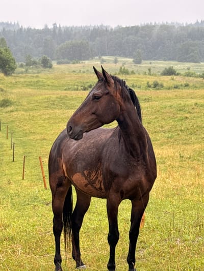 A dark brown horse stands in a grassy field in Galinė, Lithuania. The horse is facing to the left of the frame, with its head turned to look back over its shoulder. The horse's coat appears wet and somewhat muddy. In the background, there is a line of trees forming a dense forest. The sky is overcast and hazy, suggesting a cloudy or rainy day. A simple wooden fence is visible in the left side of the image, consisting of thin wooden posts. The field is covered in tall, green and yellow grass.