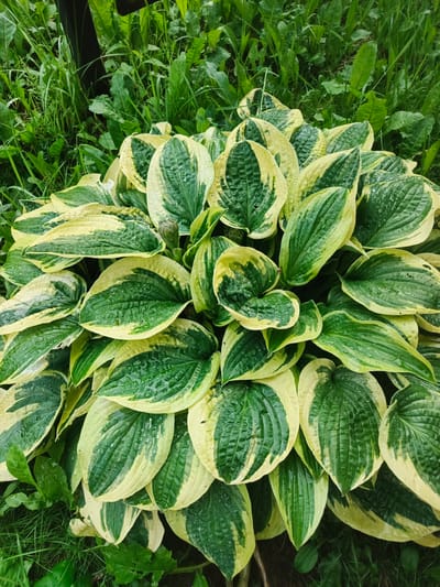 The image is a close-up, overhead shot of a variegated Hosta plant with large, heart-shaped leaves. The leaves are a mix of dark green centers and creamy yellow margins, with some leaves showing irregular patterns of both colors. The leaves are glossy and wet, indicating recent rainfall, with visible water droplets clinging to the surfaces. The plant is situated outdoors, surrounded by lush, green grass and other leafy vegetation. The background is blurred, suggesting a shallow depth of field. No people or animals are visible. The scene depicts a portion of a garden or park within the city of Smolensk, Russia.