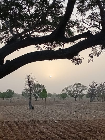 The image depicts an agricultural landscape at sunrise or sunset in Dabawa, Nigeria, under hazy atmospheric conditions. The foreground consists of dark brown, recently tilled soil with distinct linear furrows. Scattered across this field are small, white, indeterminate markers or debris. Overhead, large, dark tree branches and foliage from an unseen tree partially silhouette against the sky, framing the upper portion of the scene. In the midground and background, an open field extends, sparsely populated by various trees; some exhibit green foliage, while others appear deciduous or dry. A tall, slender, mostly bare tree stands prominently in the central midground. The sky is a uniform pale yellow-white, dominated by a small, bright, white-yellow sun positioned centrally in the upper-mid frame. No individuals, animals, or structures are present.