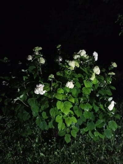 A nighttime exterior shot captures a cluster of hydrangeas in bloom. The hydrangeas are primarily white and pale green, with large, dense flower heads. They are surrounded by lush, green foliage and set against a dark, out-of-focus background of trees and foliage. The lighting suggests an artificial light source, possibly a lamp or flash, illuminating the plants from the front and casting shadows. The ground beneath the plants is covered with grass and smaller plants, also appearing dark due to the low light conditions. The overall impression is one of a well-maintained garden or yard. The location is Staryy Otrada, Russia.